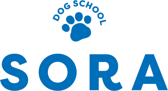 大阪市、堺市でドッグトレーナー・犬のしつけ教室ならDOG SCHOOL SORA